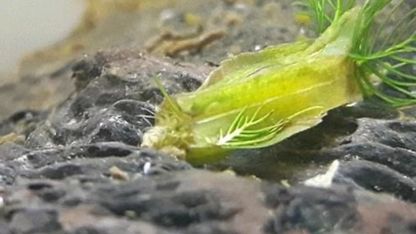 Ανδρας διακόσμησε το ενυδρείο του με φυτά αλλά μετά πρόσεξε ένα απόκοσμο πλάσμα (εικόνες, βίντεο)